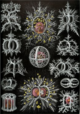 Haeckel_Stephoidea