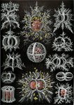 Haeckel_Stephoidea