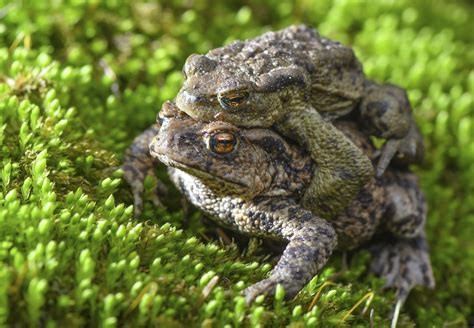 Toads mating